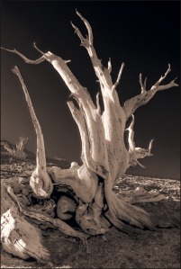 bristlecone-03-bw-web